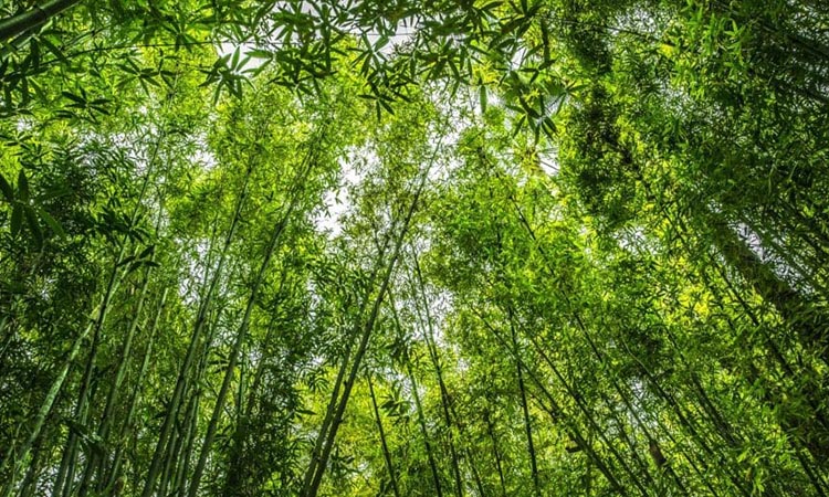 bamboe kozijn